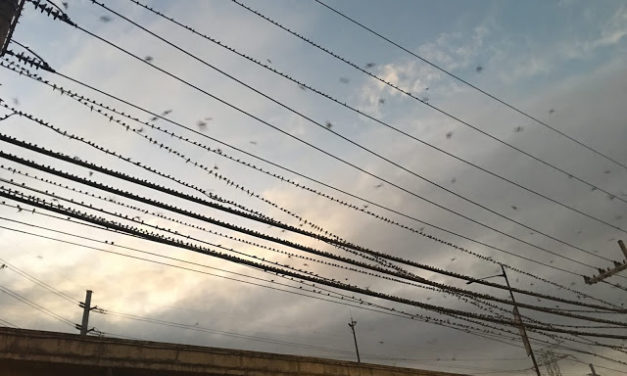 The Birds of Alabang