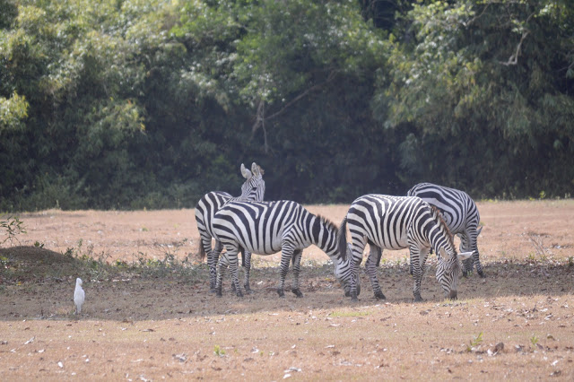 Calauit Safari Tour | Coron, Palawan