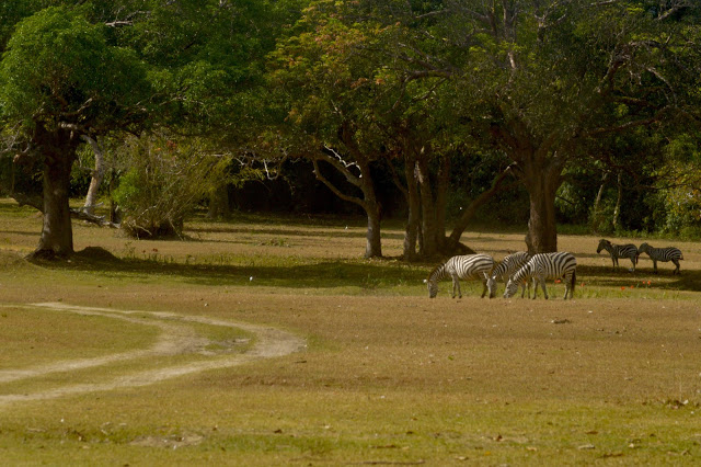 Calauit Safari Tour | Coron, Palawan