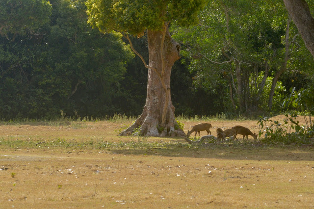 Calauit Safari Tour | Coron, Palawan