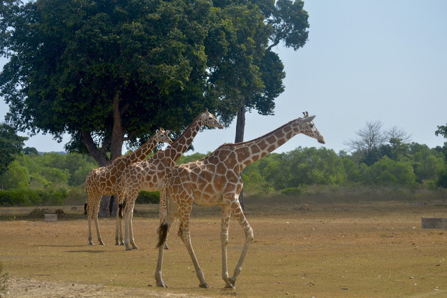 Calauit Safari Tour | Coron, Palawan