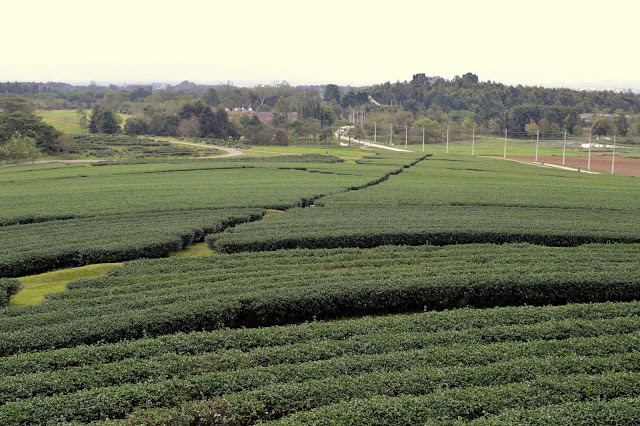 Singha Park and Tea Plantation