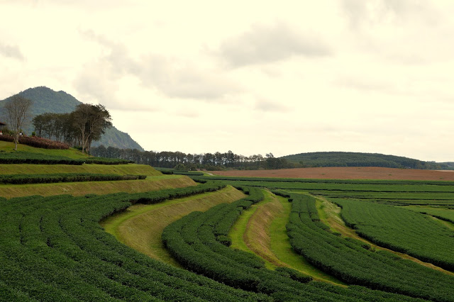 Singha Park and Tea Plantation