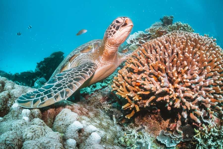 10 Best Spots For Diving and Snorkeling in The Philippines