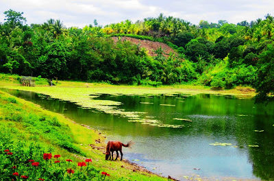 Samal Island: Tagbabo Falls and Monfort Bat Colony