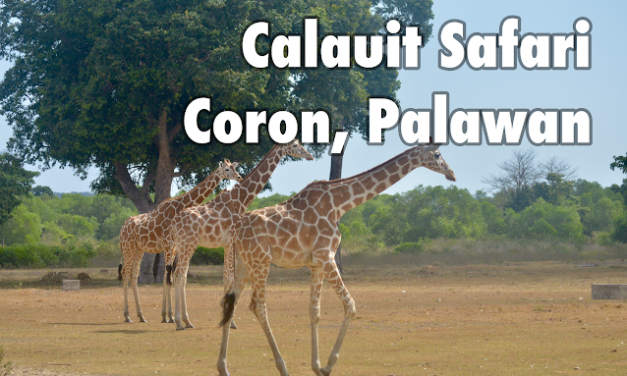 Calauit Safari Tour | Coron, Palawan